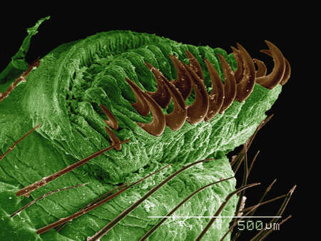 Coloured SEM of hornworm (Sphingidae)