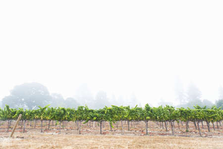 Rows of grapevines in misty vineyard, Sebastapol, California, USAの写真素材