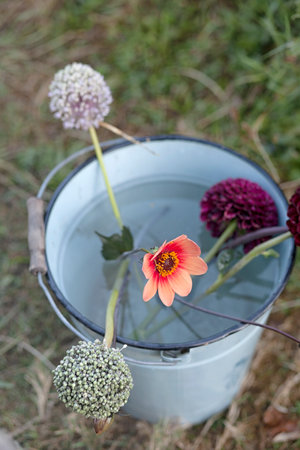 Flowers in bucket at garden allotmentの写真素材