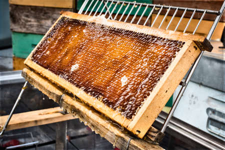 Hive frame full of honey