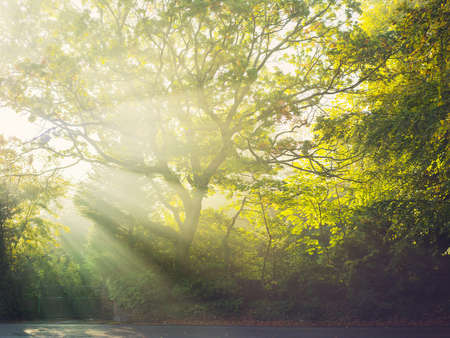 Sunbeams through trees, Caldy, Wirral, England