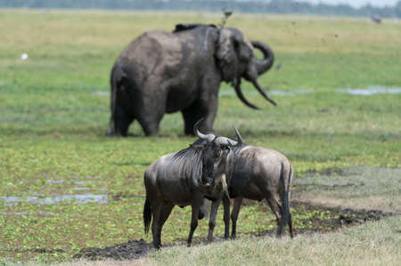 Wildebeest (Connochaetes taurinus) and African elephant (Loxodonta africana), Amboseli National Park, Kenya, Africaの写真素材