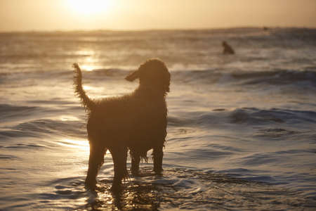 Silhouette of dog watching surfer in sea, Devon, England, UKの写真素材