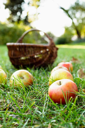 Apples on grass with basket behindの写真素材