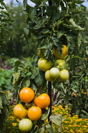 Chef's Choice Orange tomato plant (Solanum lycopersicum) in late summerの写真素材