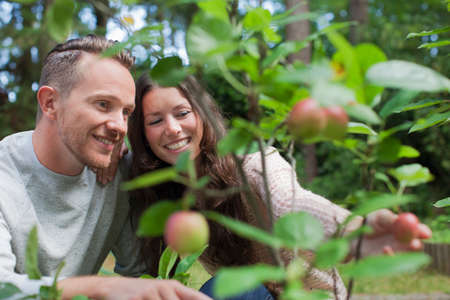 Couple picking apples from gardenの写真素材