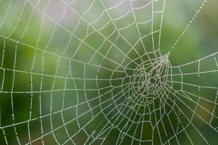 Spider's web, with dew, close-up