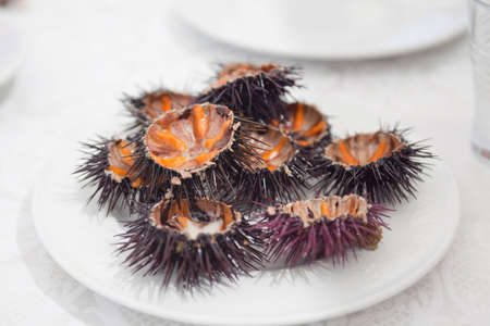Sea urchins on plateの写真素材