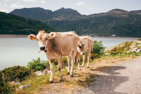 Cows by lake and mountain range looking at camera, Partenen, Vorarlberg, Austria