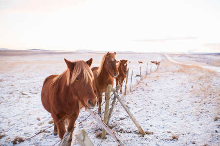Ponies on snow-covered field, Iceland