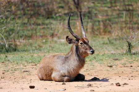 Waterbuck sitting on front hooves, Sabi Sand Game Reserve, South Africaの写真素材