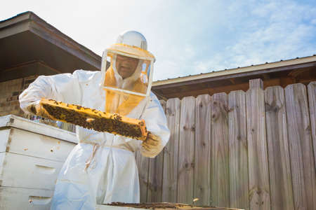 Beekeeper removing frame from beehive