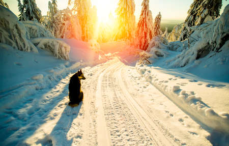 Dog sitting on snowy road, sunset, Russiaの写真素材
