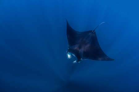 Reef mantas near Isla Mujeres, Mexicoの写真素材