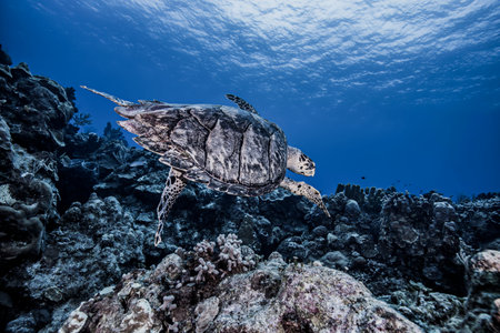 Hawksbill Turtle swimming over coral, Cozumelの写真素材