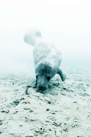West Indian manatee (trichechus manatus) searches for food around an underwater freshwater spring, Sian Kaan biosphere reserve, Quintana Roo, Mexicoの写真素材