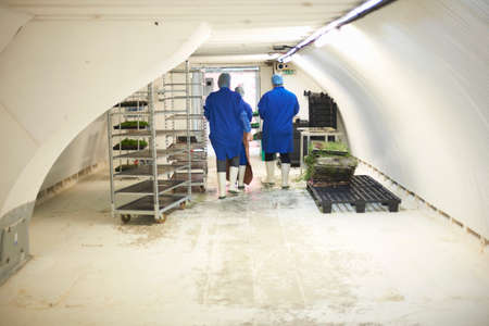 Rear view of workers in underground tunnel seed tray nursery, London, UK