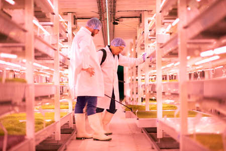 Male workers spraying shelves of micro greens in underground tunnel nursery, London, UK