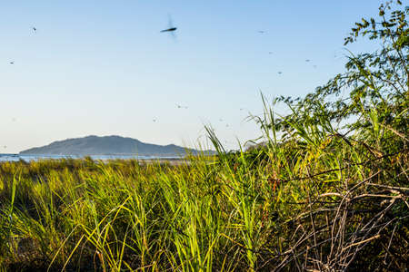 Insects hovering above coastal marsh, Tamarindo,  Guanacaste, Costa Ricaの写真素材