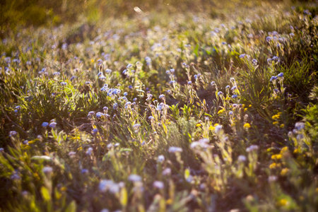 Close up of purple moorland wildflowersの写真素材