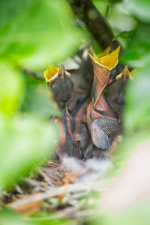 Florida State bird, northern mockingbird chicks (Mimus polyglottos) in nest waiting for foodの写真素材