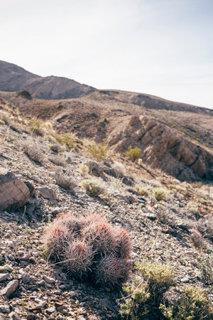 Gravelled desert landscape and cacti, Olancha, California, USAの写真素材