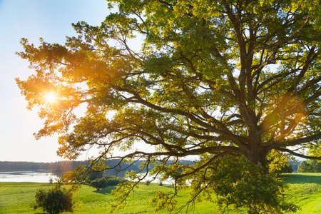 Sunlit tree and lake, Osterseen, Bavaria, Germany