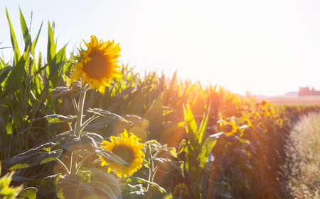 Sunlit sunflowers on edge of fieldの写真素材