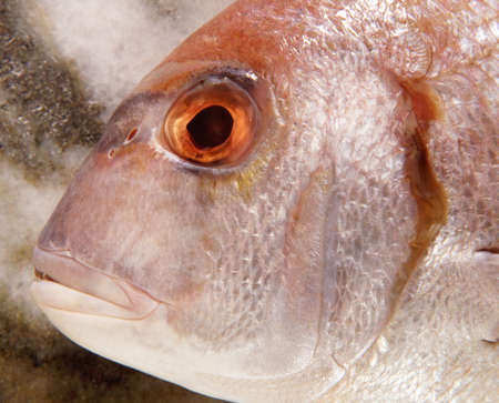 Overhead close up of sea bream fish headの写真素材