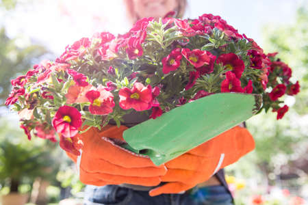 Woman carrying pink flowering plant in gardenの写真素材