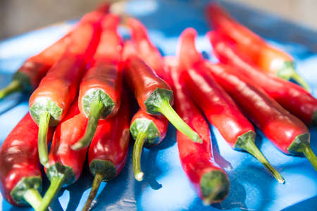Medium group of fresh red chillies