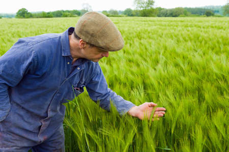Farmer inspecting green barley field