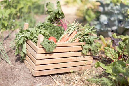 Crate of fresh vegetables in gardenの写真素材