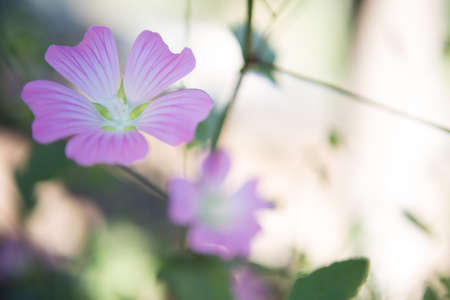Purple flowerの写真素材