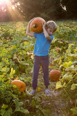Young boy in pumpkin patch, carrying pumpkinの写真素材