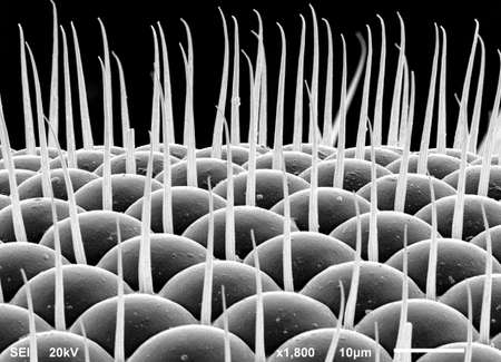 Magnified fruit fly