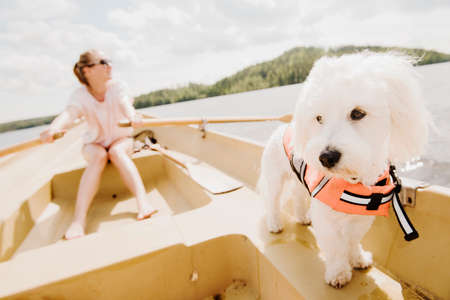 Coton de tulear dog with woman rowing in boat, Orivesi, Finlandの写真素材