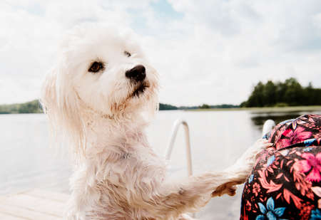 Coton de tulear dog on hind legs after swimming, Orivesi, Finlandの写真素材