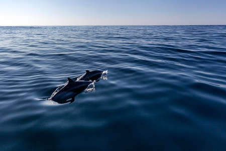 Two Pantropical Dolphin breaching for air, Port St. Johns, South Africaの写真素材