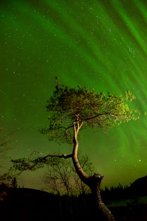Aurora borealis above tree at Polygonal Lakes at night, Khibiny mountains, Kola Peninsula, Russiaの写真素材