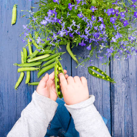 Young boy shelling sugar snap peas, close-up