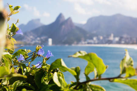 Ipomea flowers in the foreground, Pedra da Gavea and Morro Dois Irmaos behind, Arpoadors, Ipenema,  Rio de Janeiro, Brazilの写真素材