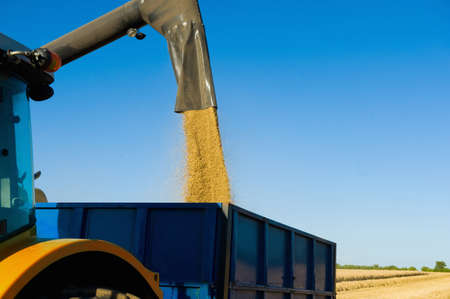 Combine harvester pouring  harvested wheat into trailer in wheat fieldの写真素材