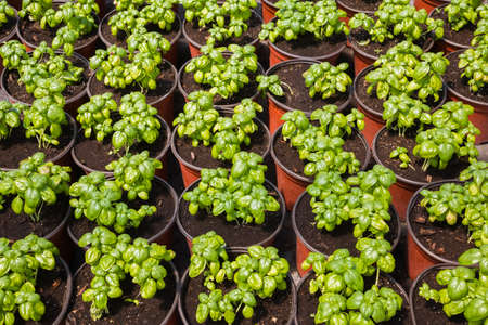 Rows of sweet basil herb seedlings growing in plastic containersの写真素材