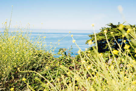 Close up of green wildflowers in front of blue sea, Big Sur, California, USAの写真素材