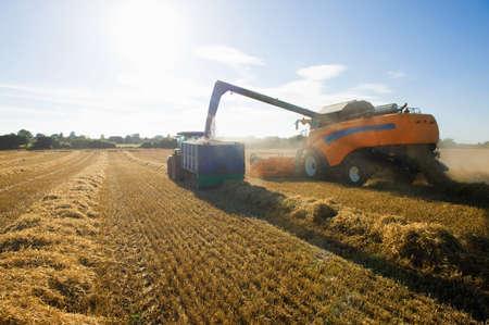 Combine harvester pouring harvested wheat into trailer in wheat fieldの写真素材