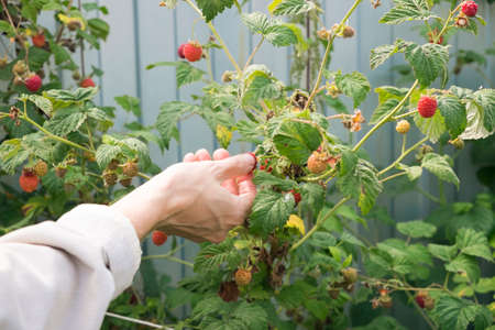 Woman picking raspberry from raspberry plant, close-up
