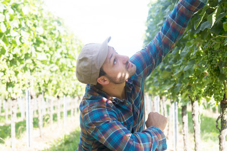 Farmer quality checking plant crop