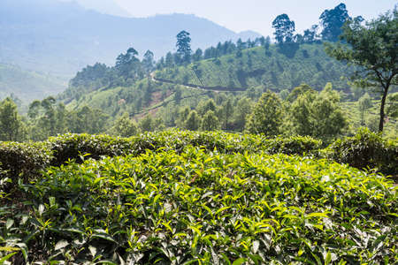 Tea plantation, Kerala, India