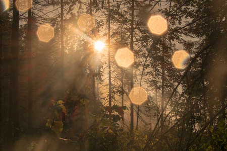 Sunlight and sunbeams shining through trees